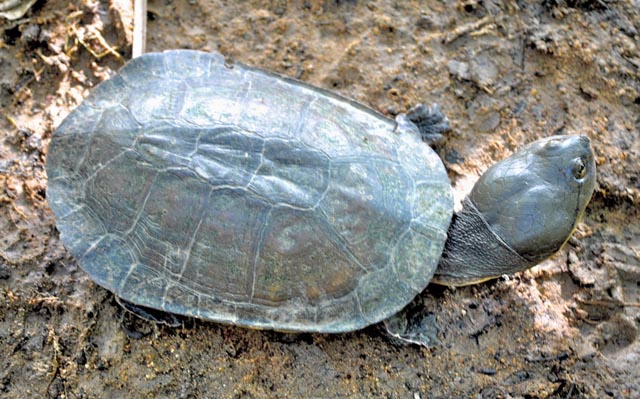 turtle, vhf turtle, vhf tag, transmisor vhf