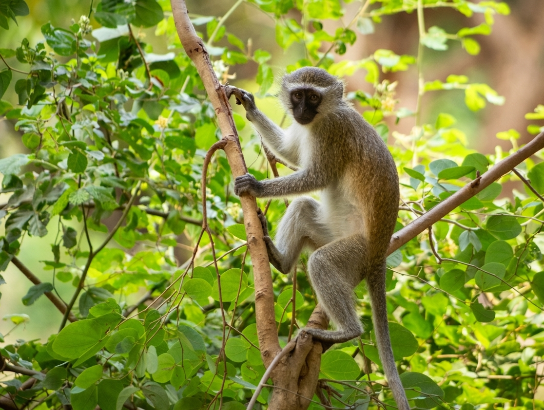 Monkey, Transmisor para monos