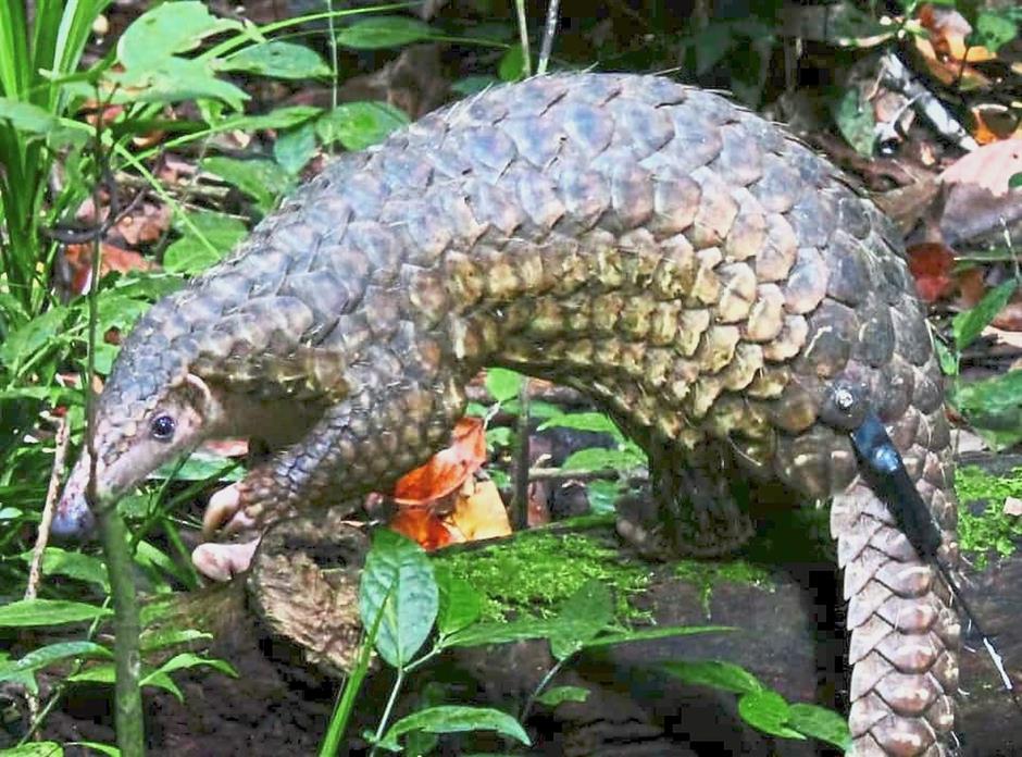 Pangolin, VHF tags, VHF pangolin