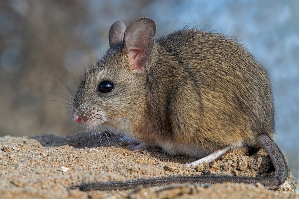 VHF Mouse, Transmisor Raton,