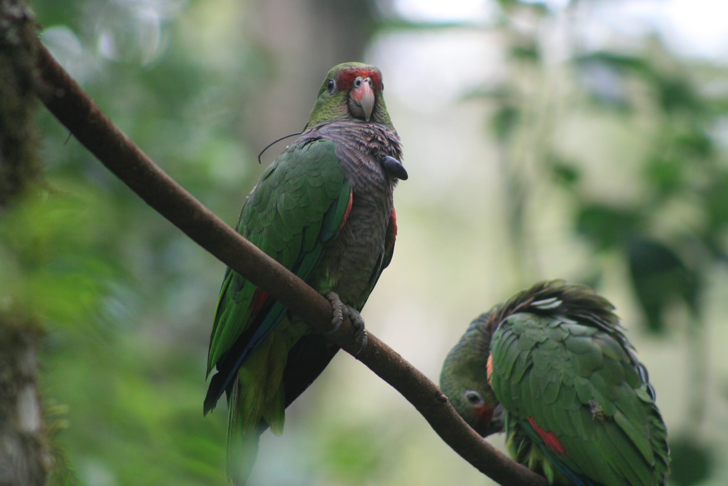 Parrot VHF, Loro, Transmisor Loro, Ave mediana, VHF