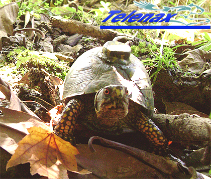 GPS turtle, GPS tortuga, telemetria