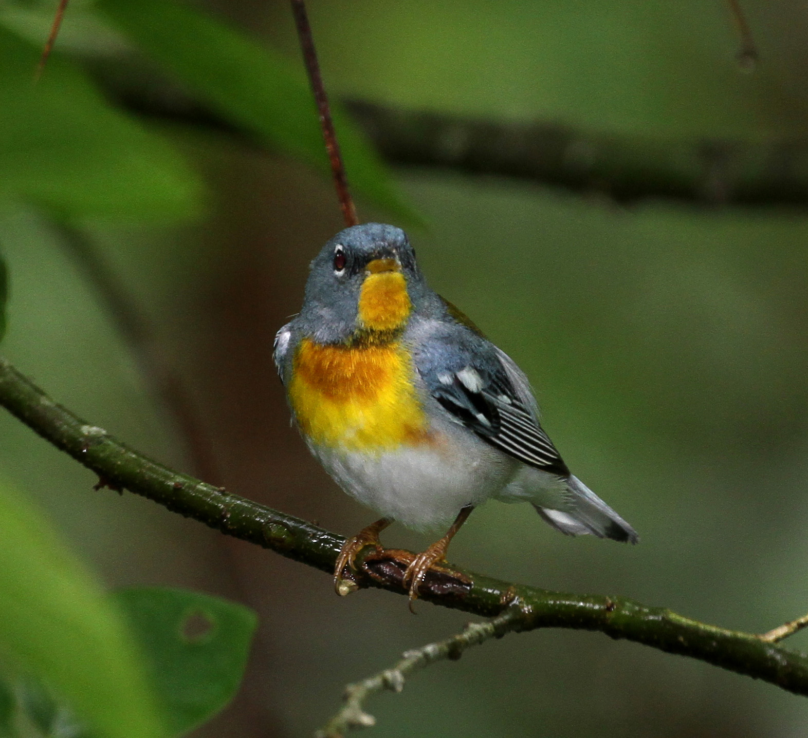 Birds, bird tags, tranmisor para pajaros, parajo transmisor VHF