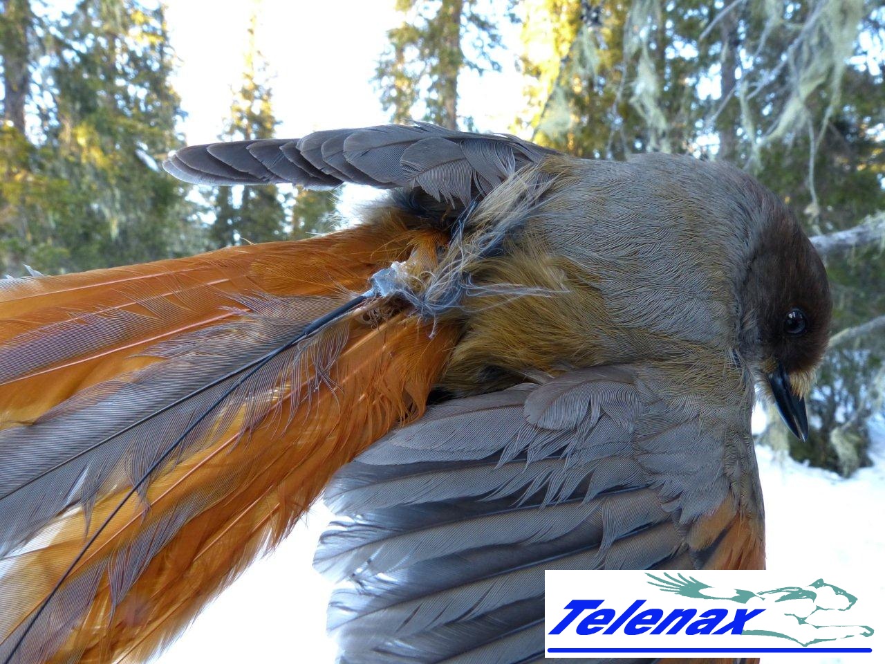 Birds transmitter, Pajaro VHF, Transmisor VHF para pajaro