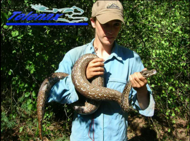 Snake VHF, Snake Transmitter, Serpiente Gps, Transmisor Serpiente