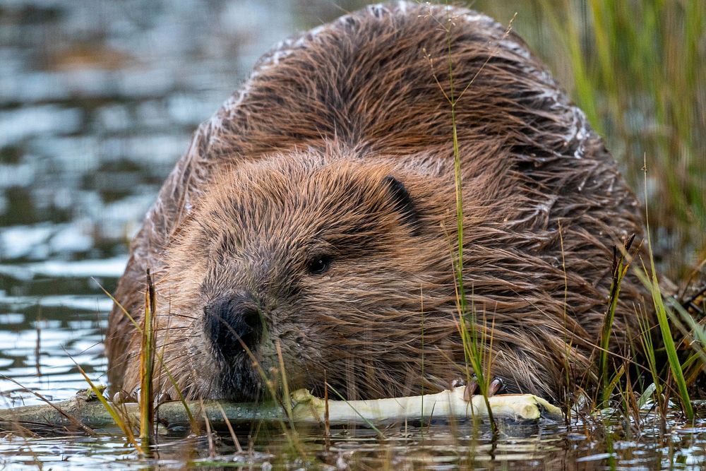Beaver, Castor, Castor GPS