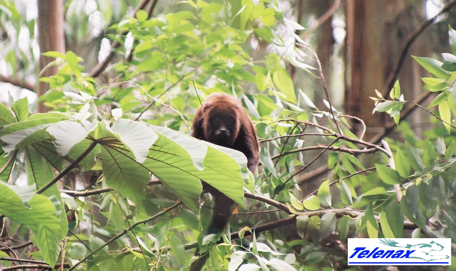 Monkey, Transmisor para monos