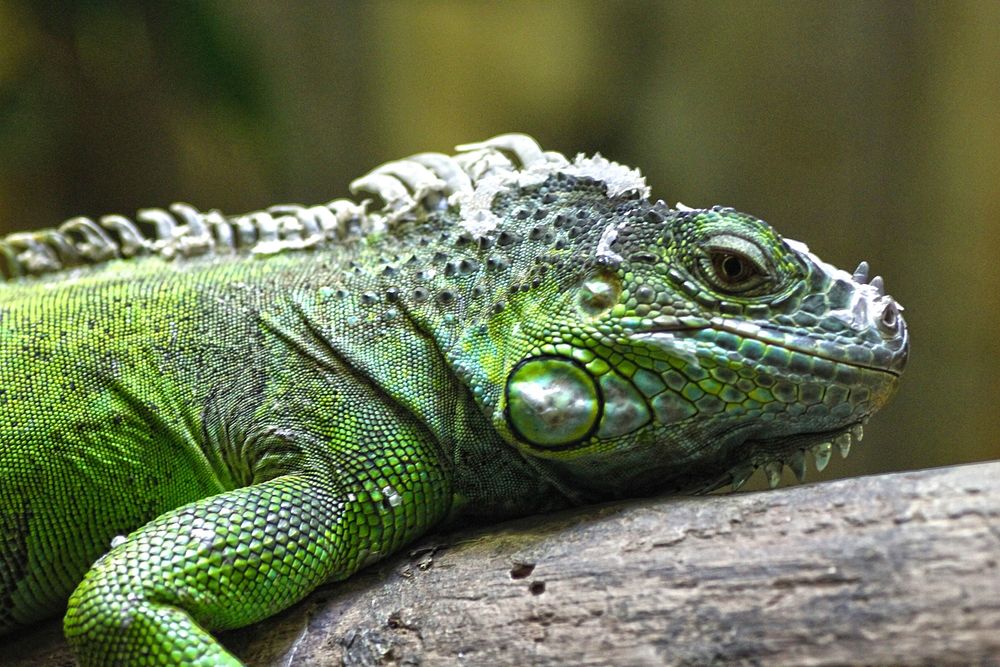 Iguana, Iguana VHF, Transmisor Iguana