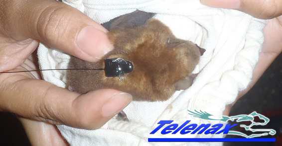 Bat VHF transmisor VHF murcielago