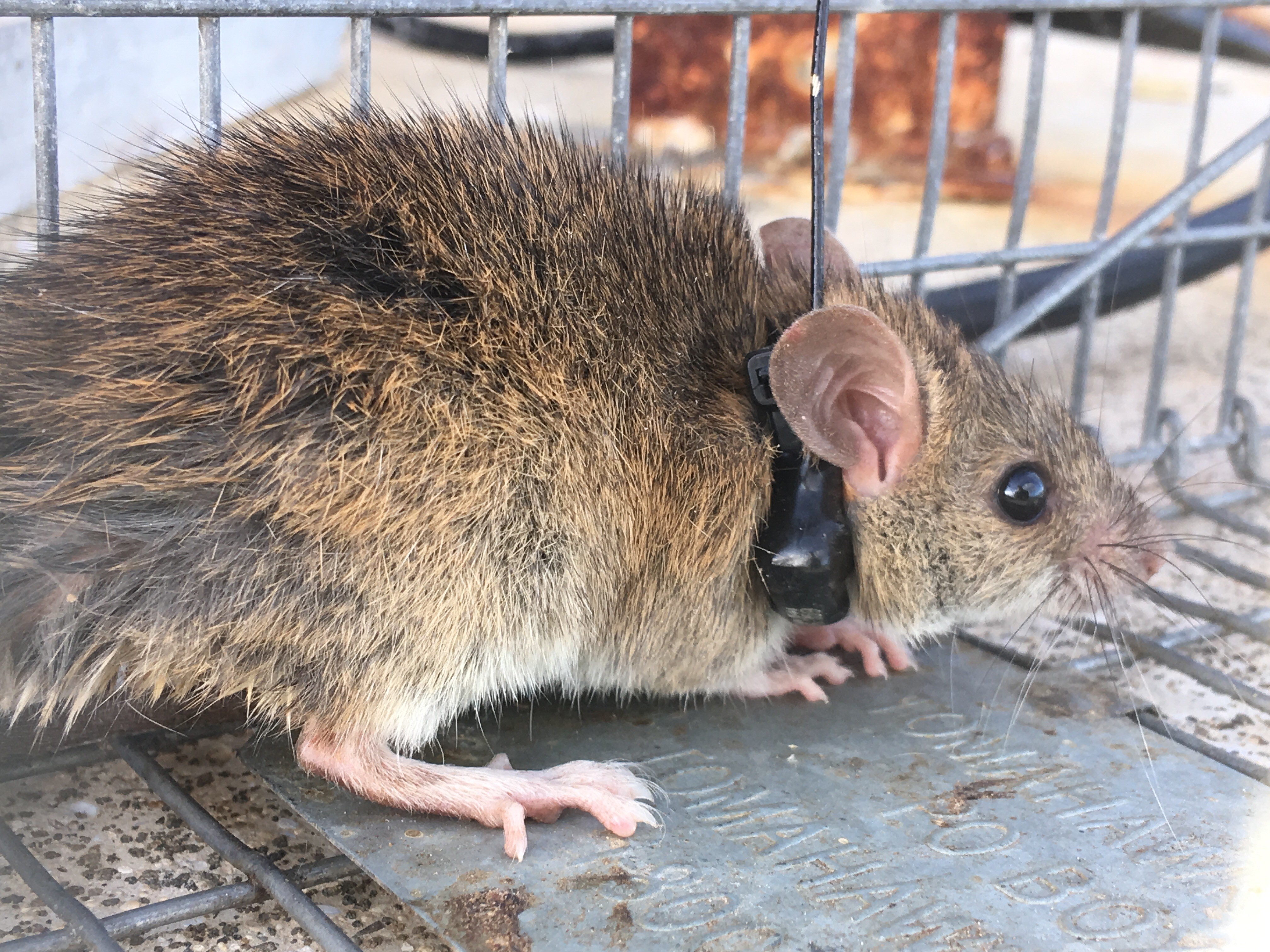 VHF Mouse, Transmisor Raton,