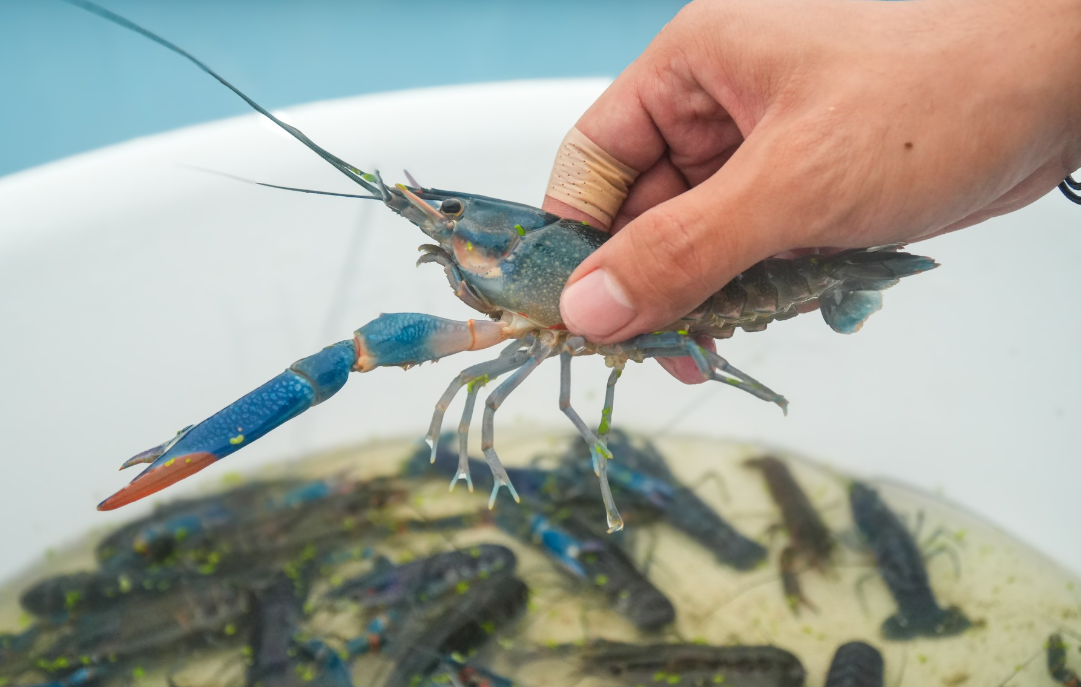 Crayfish, Cangrejo, Crab, VHF, Radiotelemetria