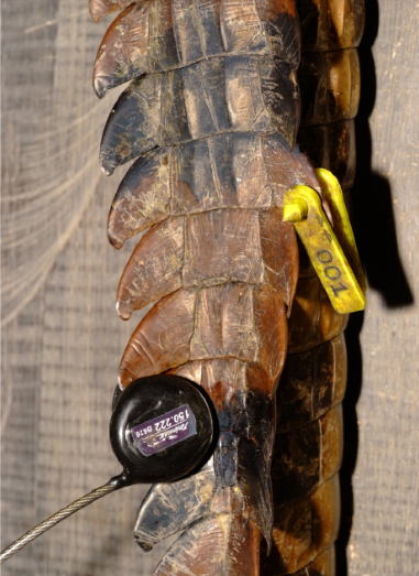 Cocodrile, Transmisor VHF cocodrilo