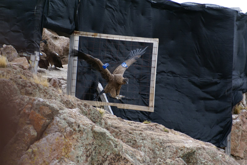 Condor VHF, Condor transmisor, Condor andino, transmisor VHF