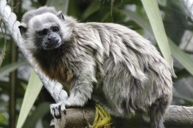 GPS monkey, GPS primate, GPS Saguinus leucopus