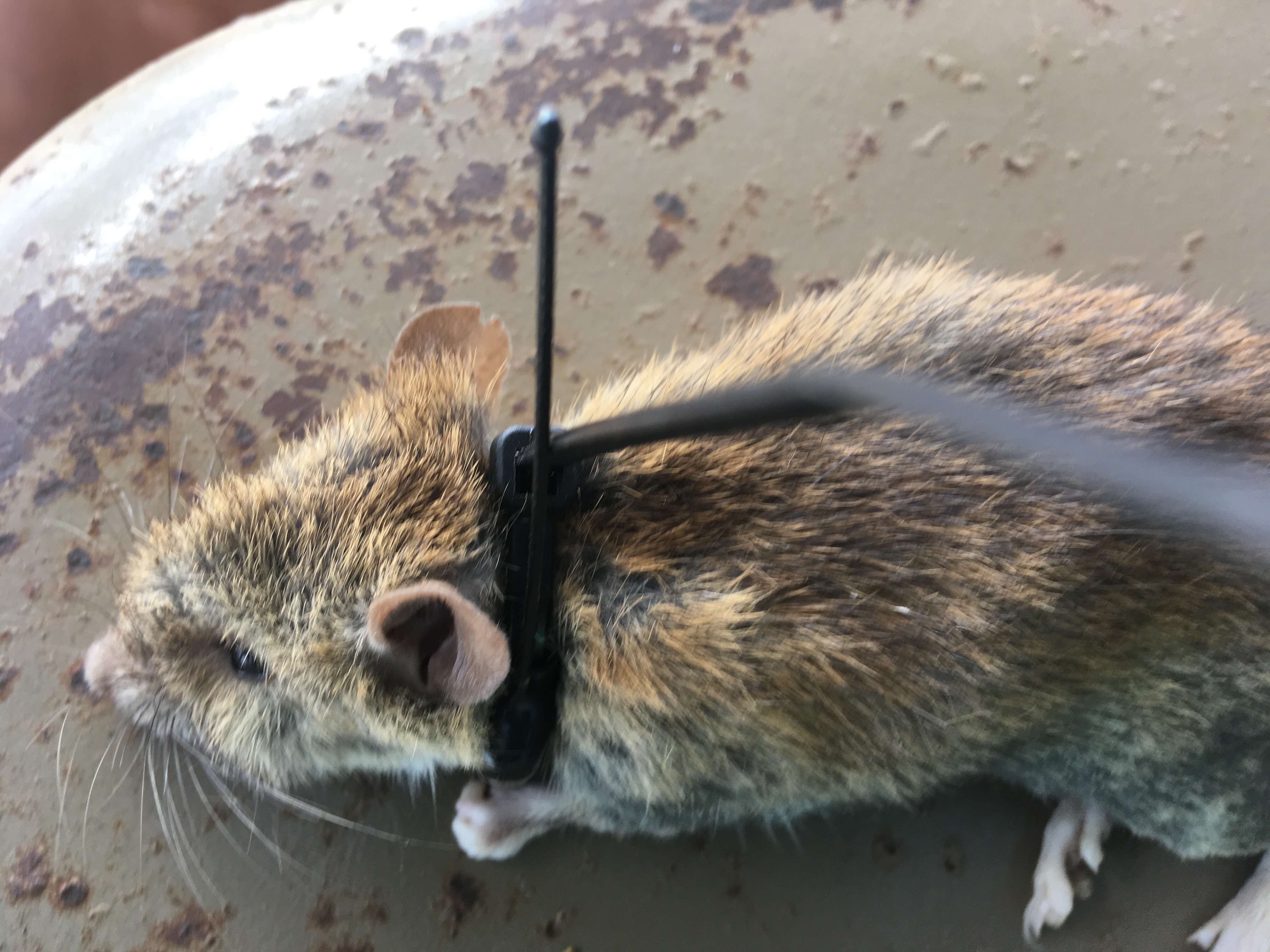 Raton vhf, tranmisor para ratones, raton tranmisor vhf, VHF Mice