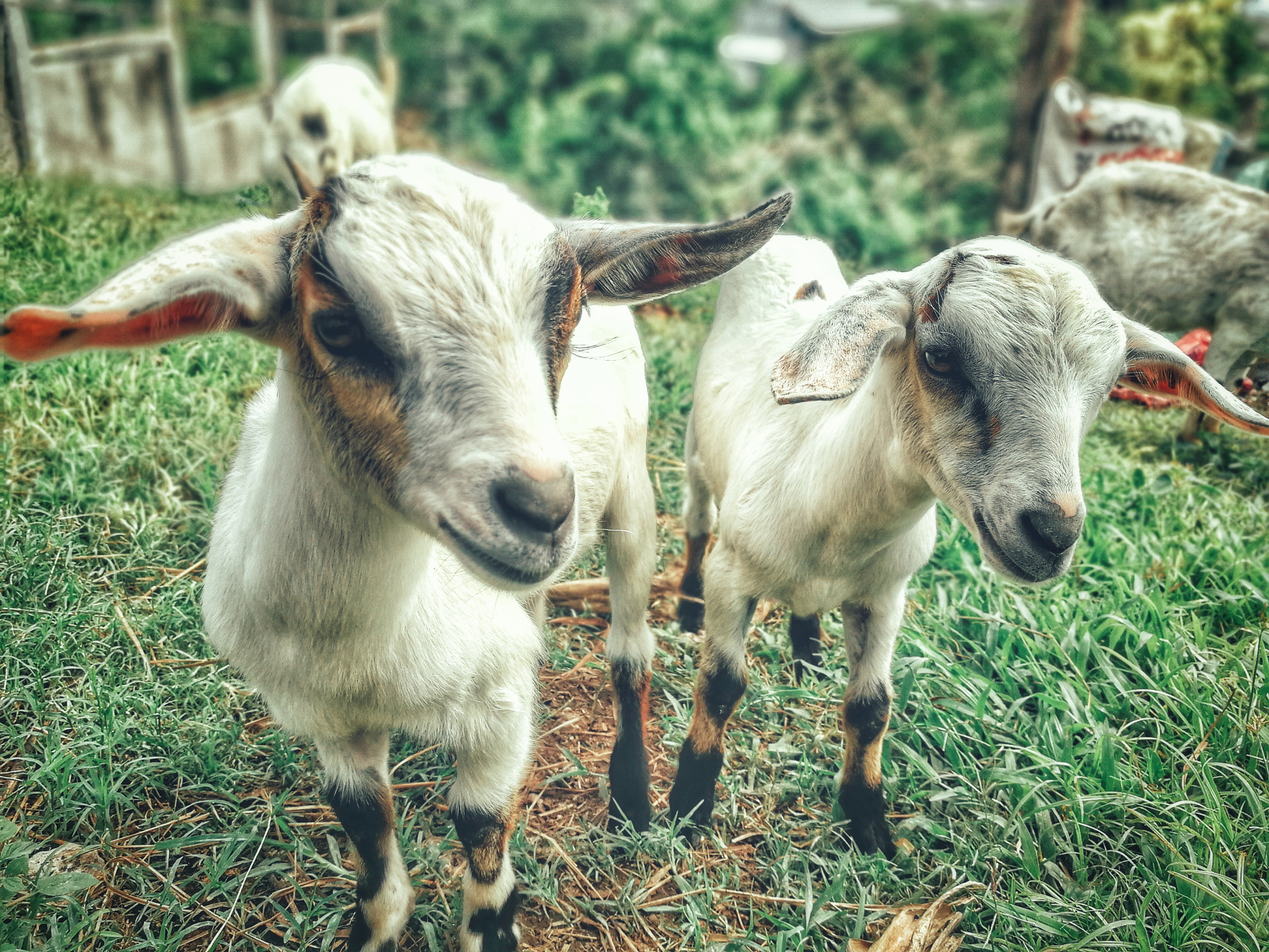 Cabra, Rastreo, VHF Goat, Cabra transmisor, GPS para cabra