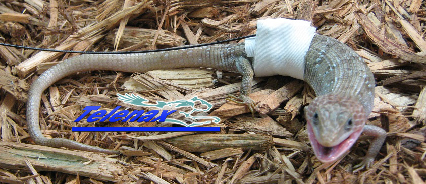 Lagartija, Lizard, Transmisor