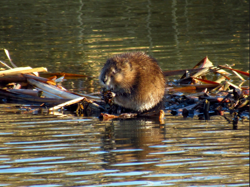 GPS Beaver, GPS Castor, Telenax