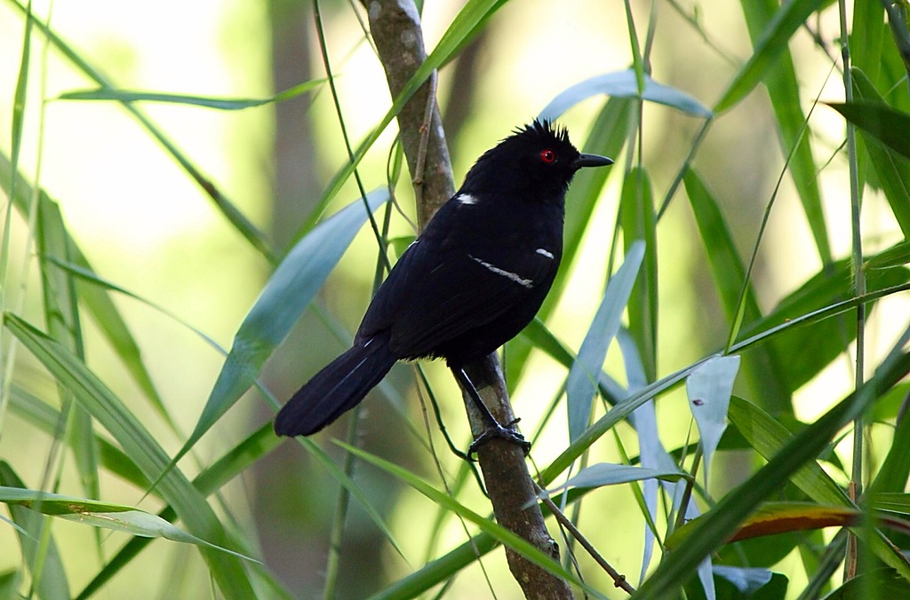 Birds, bird tags, tranmisor para pajaros, parajo transmisor VHF