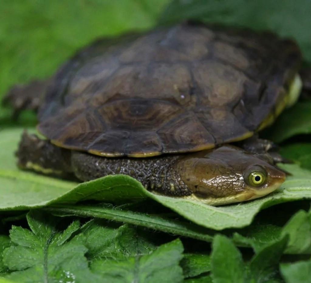 turtle, vhf turtle, vhf tag, transmisor vhf