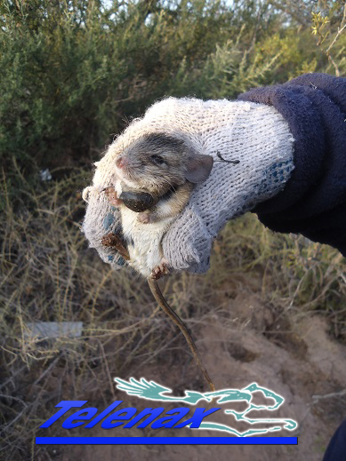 VHF rat, Tracking rat