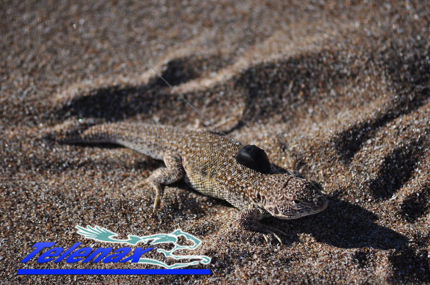 Lizard, VHF Lizard, 