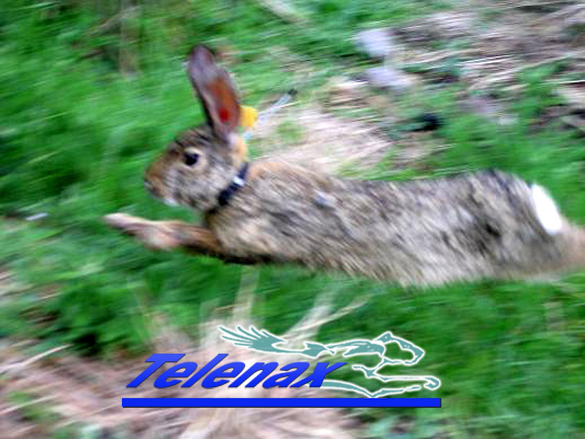 Rabbit, Conejo, Transmisor VHF Conejo