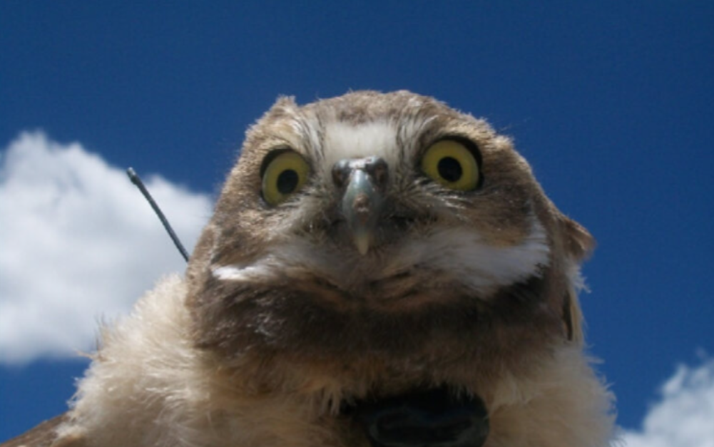 Buho, tecolote llanero, Transmisor Aves