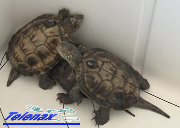 turtle, vhf turtle, vhf tag, transmisor vhf