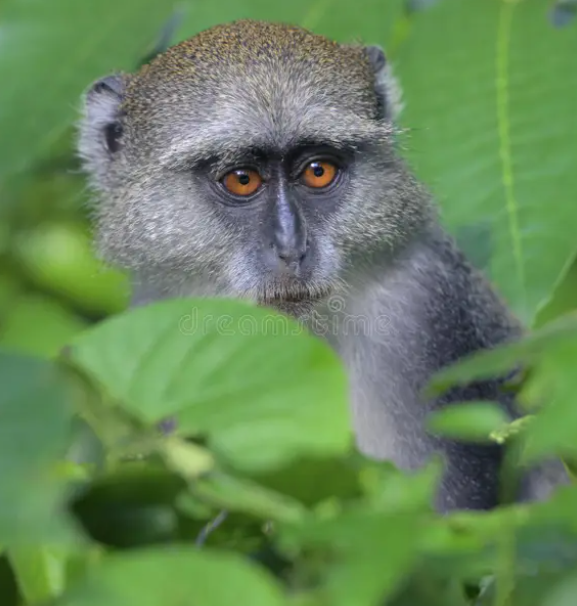 Monkey, Transmisor para monos