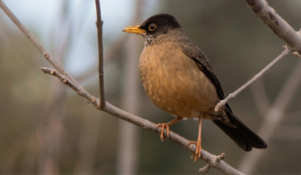 bird, austral bird, vhf tag , transmisor VHF