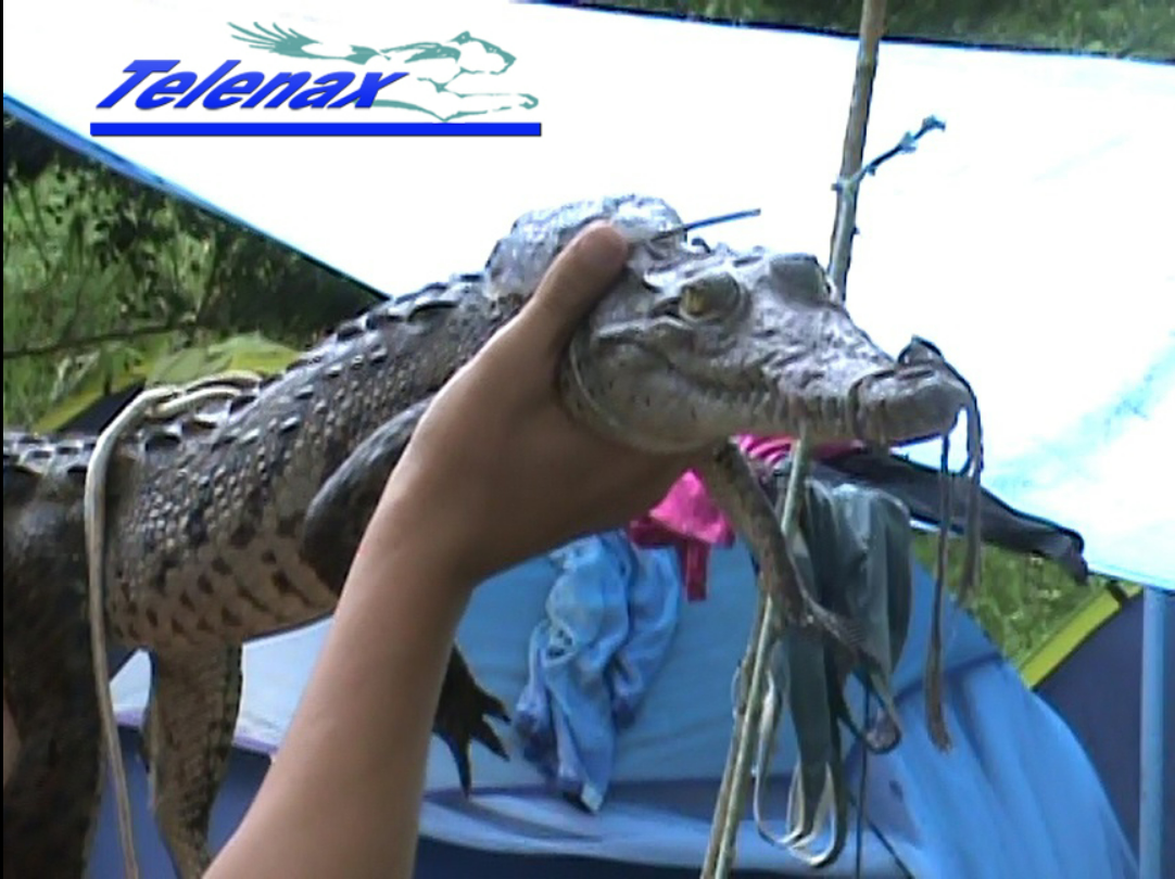 vhf for crocodyle, tracking for crocodyle, radio tracking for crocodyle, gps for crocodyle, Iridium 