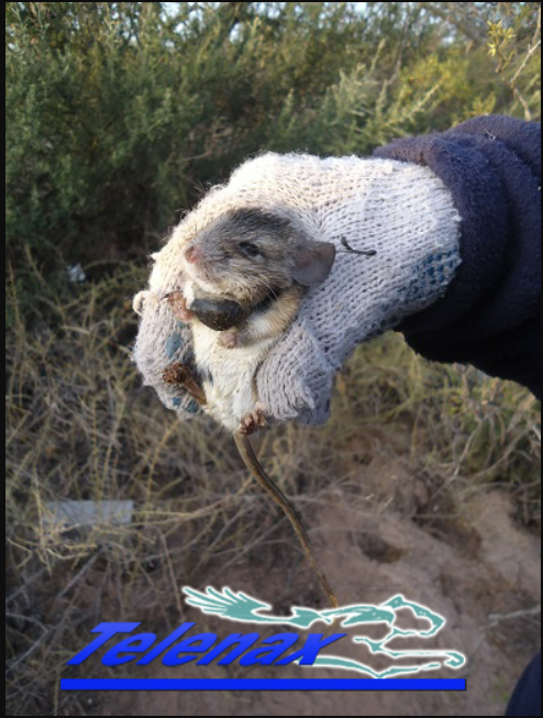 tracking small mammals, vhf for small mammals, radio tracking for small mammals, GPS for small mamma