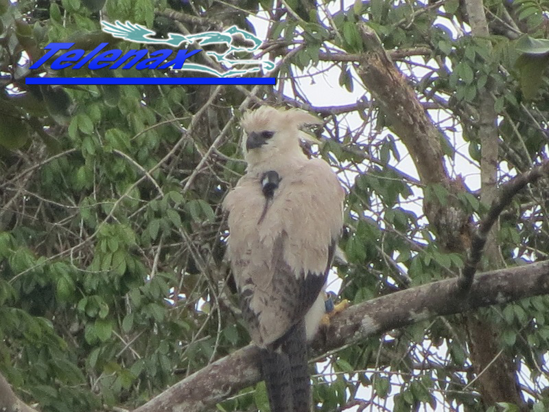 gps harpy eagle, tracking harpy eagle, vhf harpy eagle, radio tracking harpy eagle