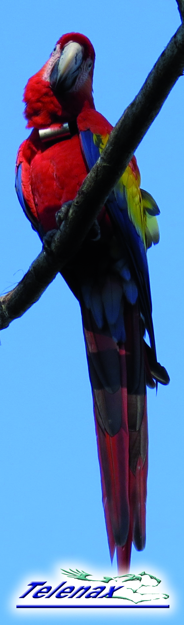 gps macaw, vhf macaw, radio macaw, radio tracking macaw, tracking macaw