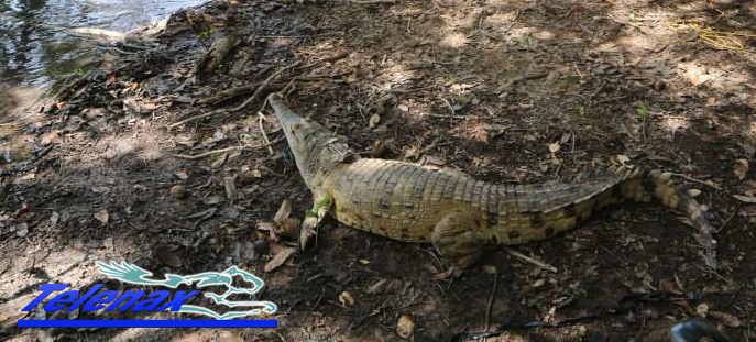 vhf for crocodyle, radio tracking for crocodyle, tracking for crocodyle