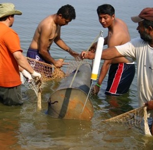 gps for manatee, satellite for manatee, tracking for manatee, vhf for manatee, radio tracking for ma