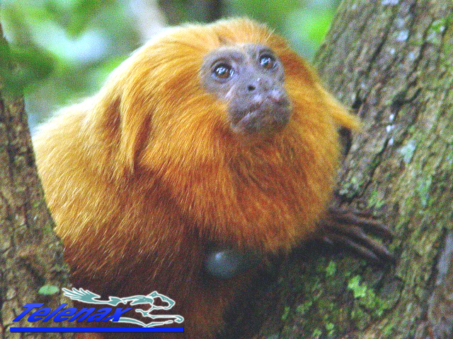 GPS tamarin monkey, GPS tamarin monkey, tracking tamarin monkey, tracking monkey, gps monkey, radio 