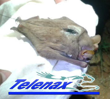 vhf for bats Telenax, tracking bats Telenax