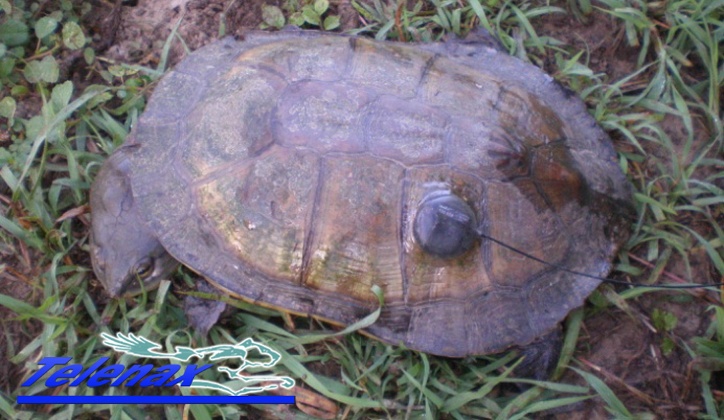 vhf for turtle, tracking for turtle, radio tracking for turtle, gps for turtle