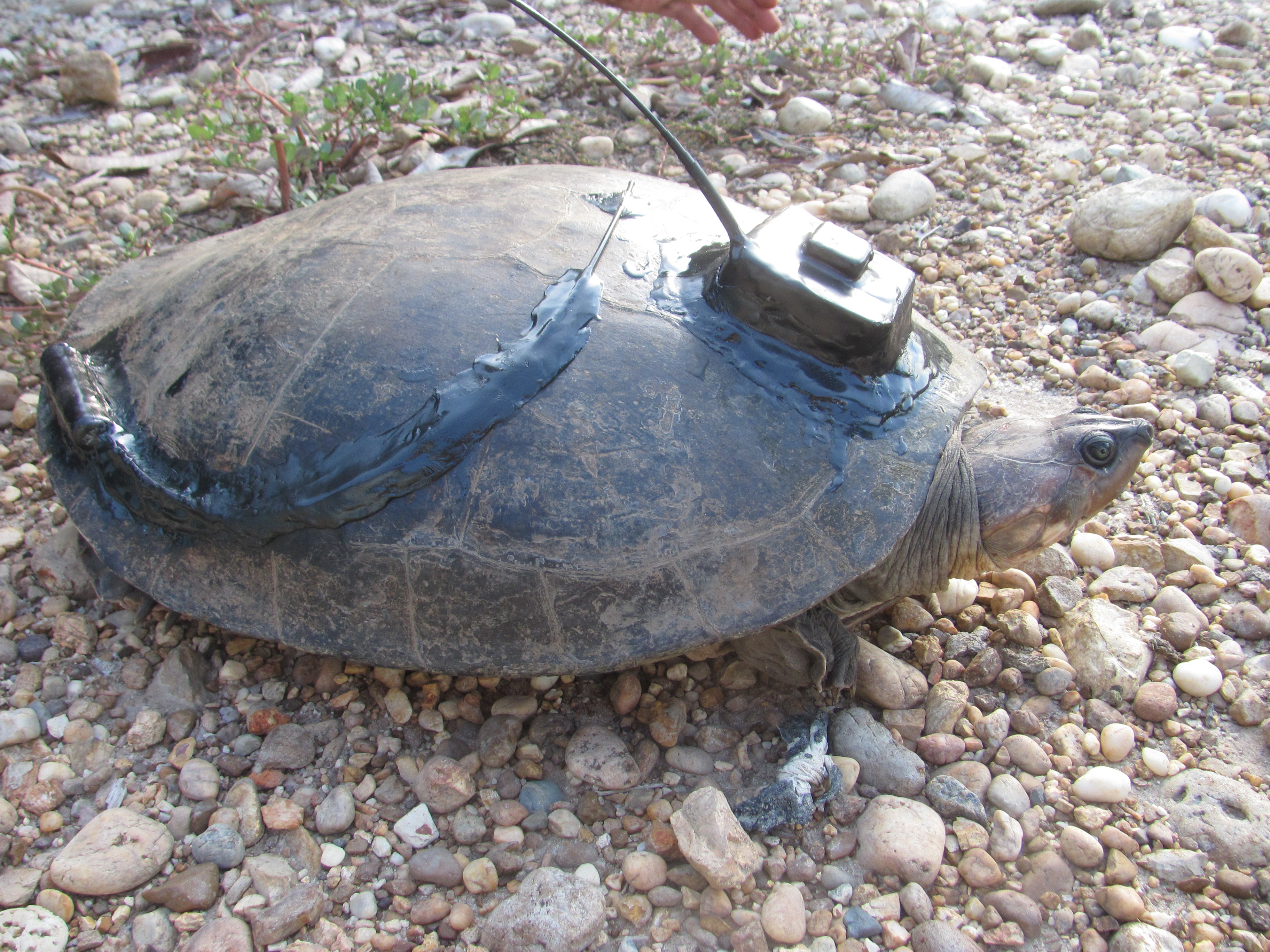 vhf for turtle, tracking for turtle, radio tracking for turtle, gps for turtle