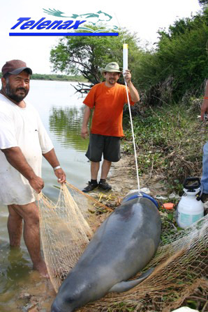 gps for manatee, satellite for manatee, tracking for manatee, vhf for manatee, radio tracking for ma