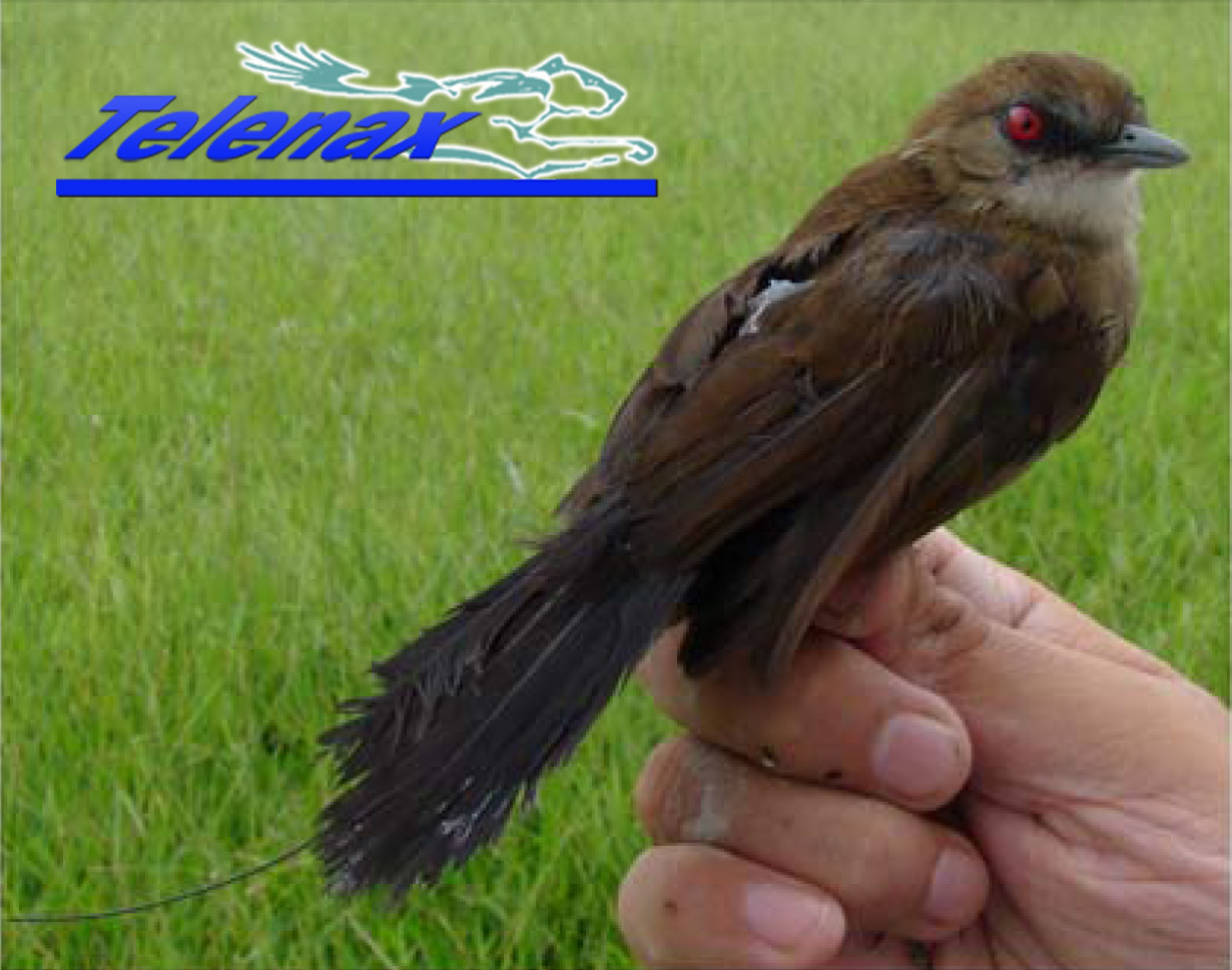 vhf small bird, radio tracking small bird, tracking small bird