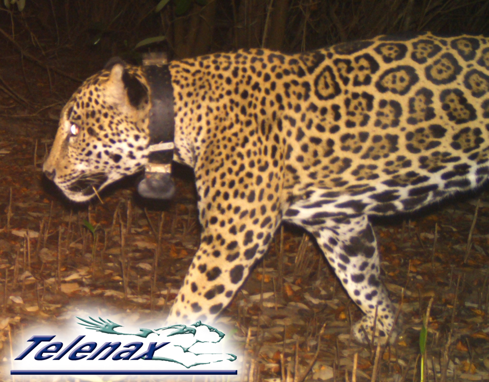 GPS tracking mammals, Satellite tracking mammals, VHF trackin mammals