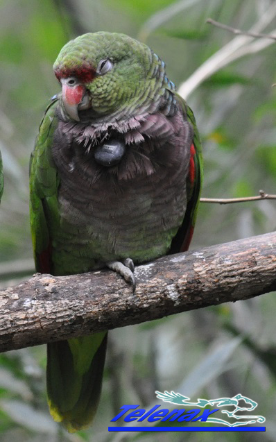 vhf parakeet, radio parakeet, radio tracking parakeet, tracking parakeet