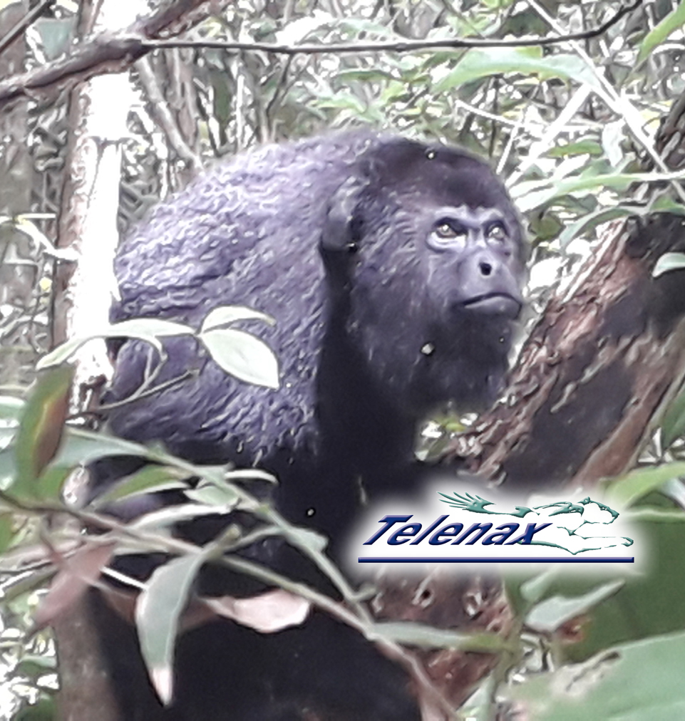 GPS howler monkey, GPS howler monkey, tracking howler monkey, gps monkey, radio tracking monkey