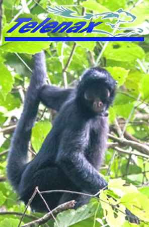 GPS spider monkey, GPS spider monkey, tracking spider monkey, gps monkey, radio tracking monkey