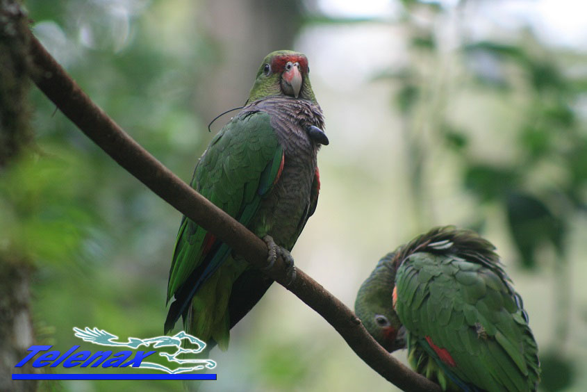 gps parrot, vhf parrot, radio parrot, radio tracking parrot, tracking parrot