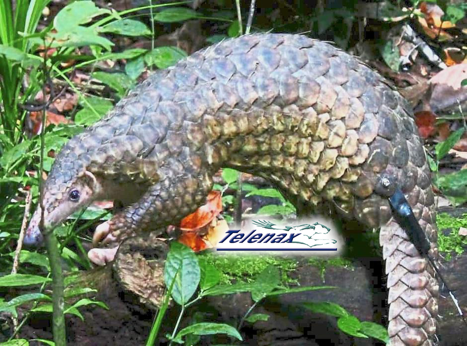 telenax, Pangolin, mammal, tracking pangolin, vhf pangolin, radio tracking pangolin, gps pangolin