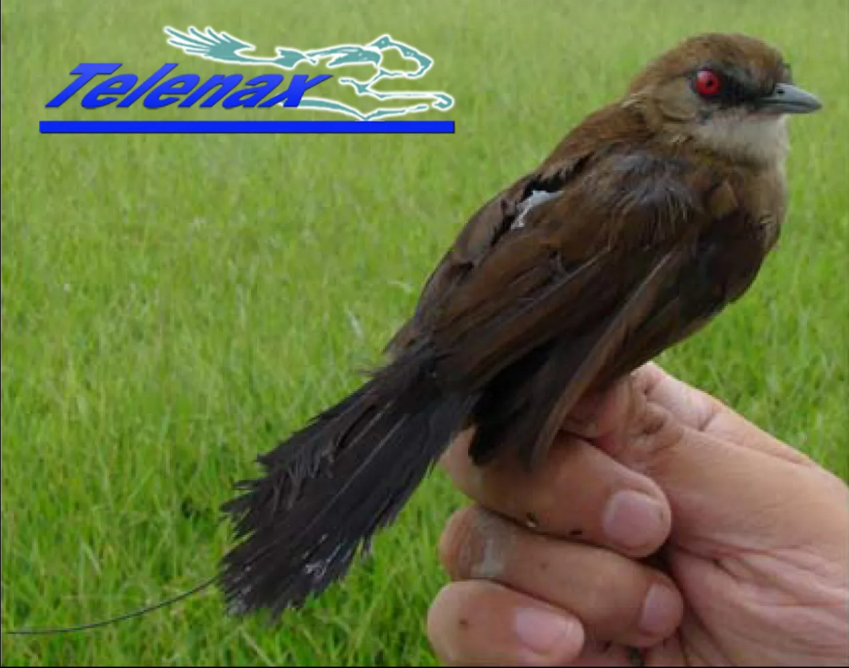 telenax, Birds, tracking birds, vhf for small birds, gps for small birds